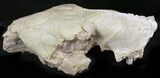 Oreodont (Merycoidodon) Partial Skull - Wyoming #27578-3